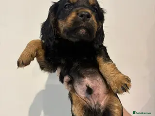 Cocker Spaniel dogs Stunning working cocker spaniels 2 boys left - Advert 3