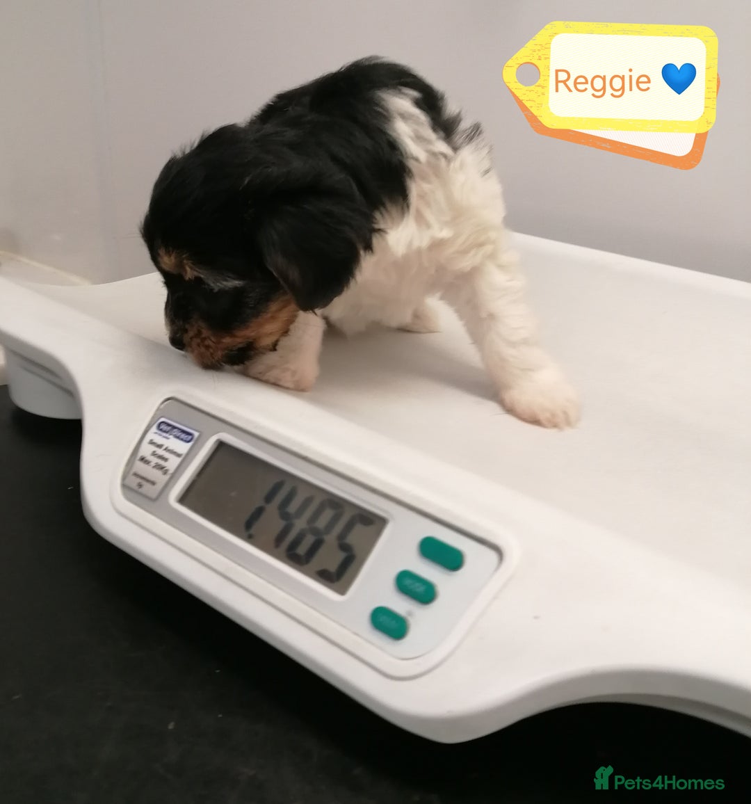 Biewer Terrier dogs for adoption: 🏠❤️ Biewer Puppies Looking for Loving homes - Advert 6