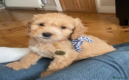 Cockapoo dogs for stud: Handsome F1 Golden Cockapoo Stud - Image 11