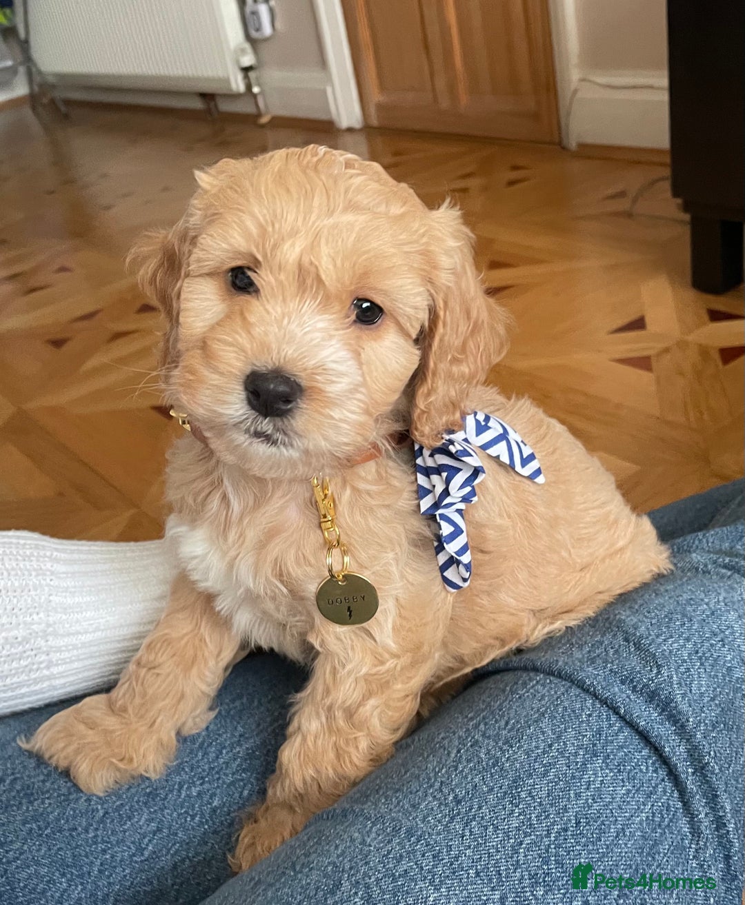 Cockapoo dogs for stud: Handsome F1 Golden Cockapoo Stud - Image 11