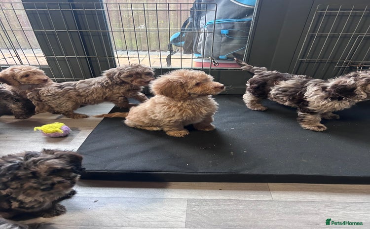 Cockapoo dogs Cockapoo puppies for sale  - Advert 9