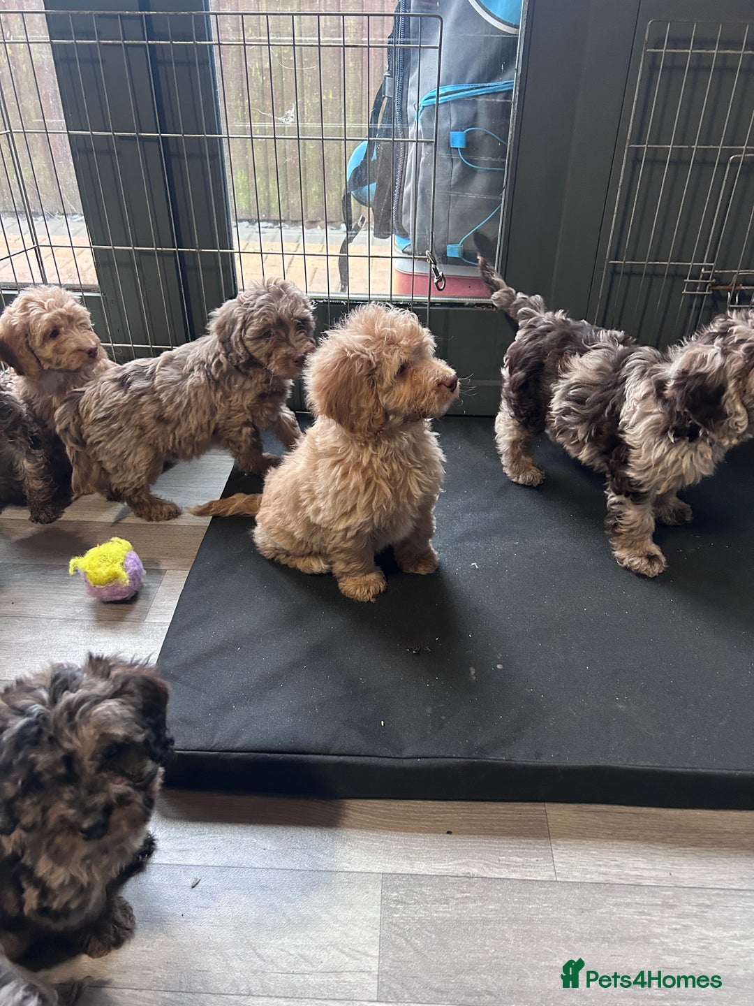Cockapoo dogs for sale: Cockapoo puppies for sale  - Advert 6