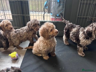 Cockapoo dogs Cockapoo puppies for sale - Advert 15