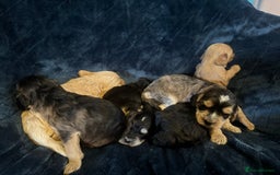 Mixed Breed dogs for sale: Stunning litter of Australian labradoodles  - Image 19