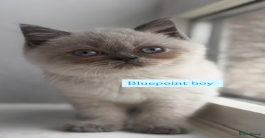 British Shorthair cats - Advert 6