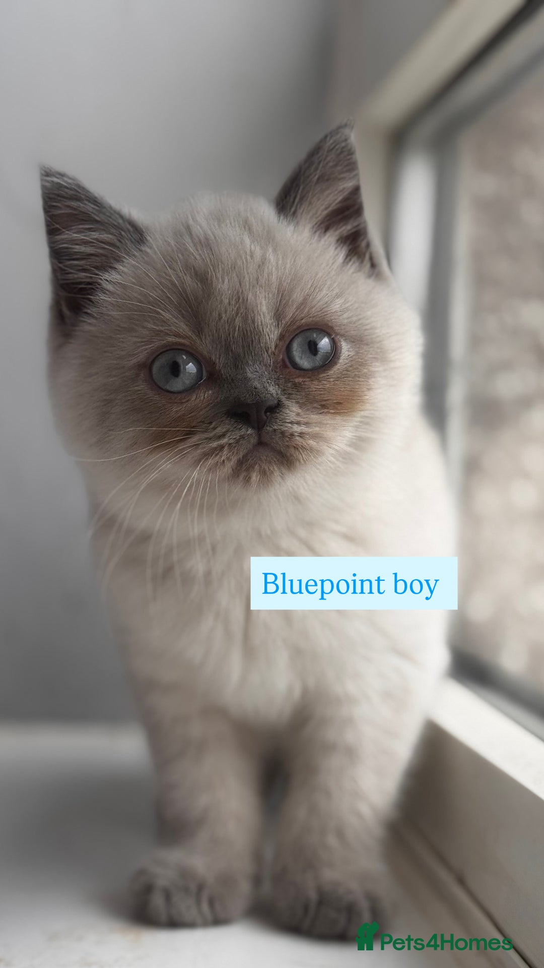 British Shorthair cats for sale: British shorthair kittens colourpoint cream point  - Image 2