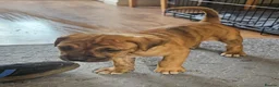 Mixed Breed dogs for sale: Bullmastiff cross cane corso - Advert 37