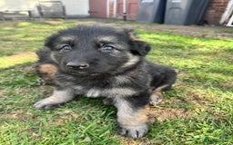 German Shepherd dogs for sale: German shepherd puppies  - Image 7