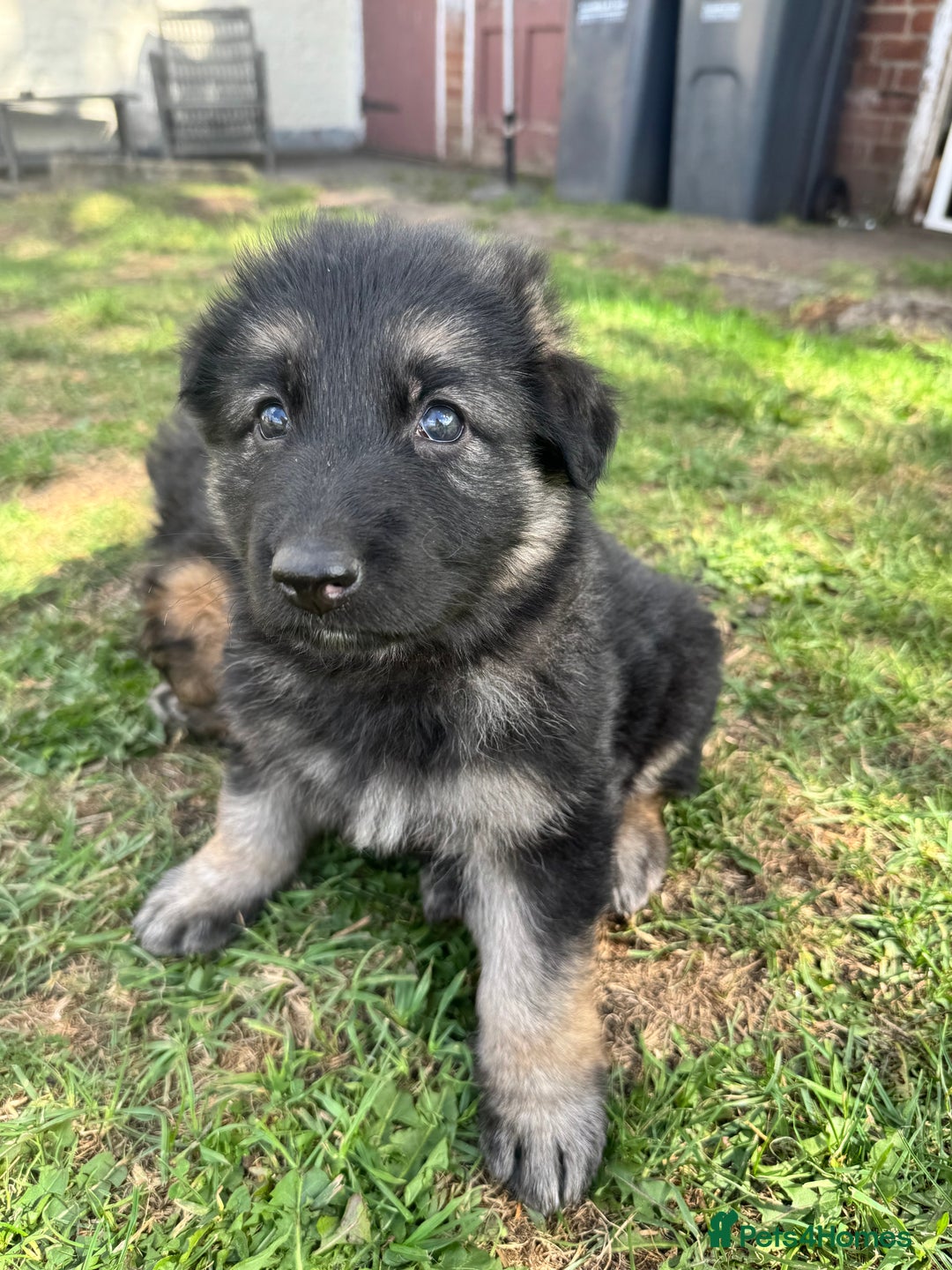 German Shepherd dogs for sale: German shepherd puppies  - Image 7