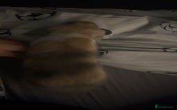 English Lop rabbits for sale: Baby lops for sale - Image 6