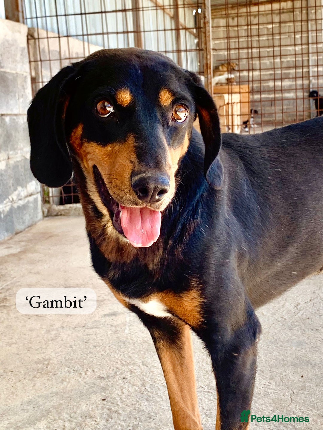 Mixed Breed dogs for adoption: Gambit, 5 yrs approx. Available for adoption. - Image 17