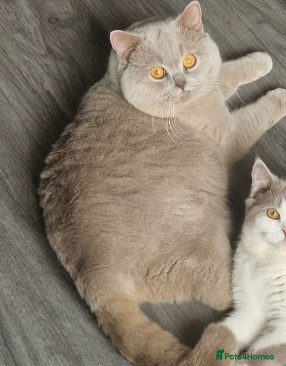 British Shorthair cats GCCF Grand Champion British shorthair stud in Wolverhampton - Advert 21