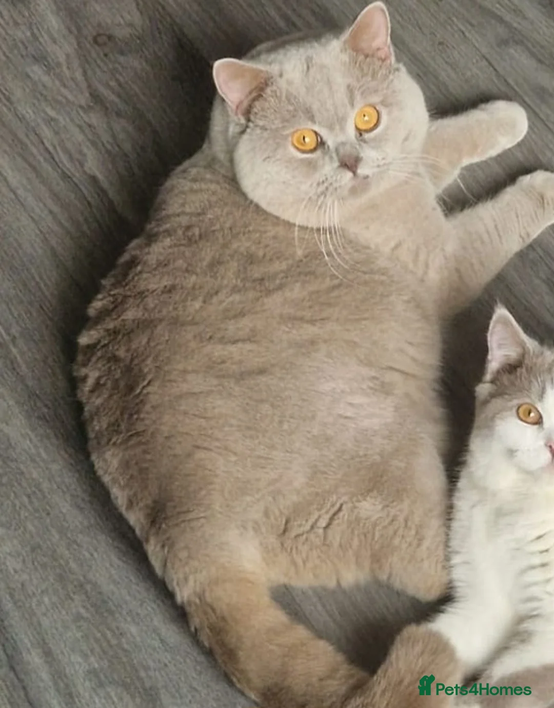 British Shorthair cats for stud: GCCF Grand Champion British shorthair stud in Wolverhampton - Advert 1