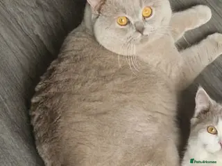 British Shorthair cats GCCF Grand Champion British shorthair stud in Wolverhampton - Advert 14