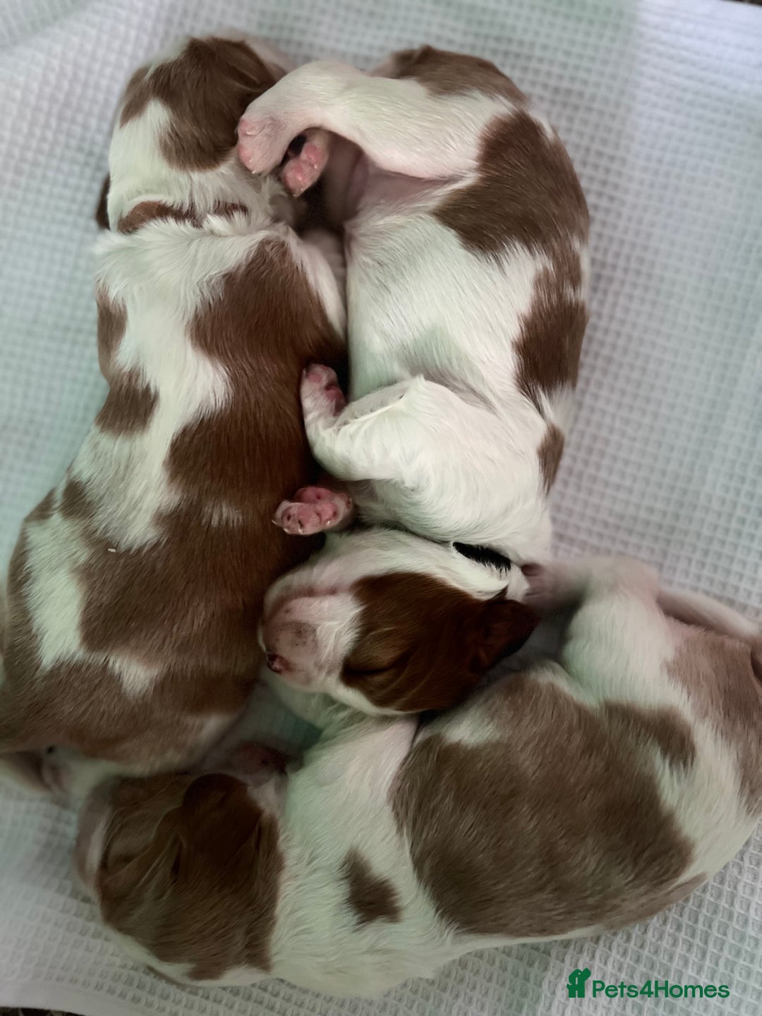 Welsh Springer Spaniel dogs for sale: 3 Girls Fully Health Tested Parents  - Image 2