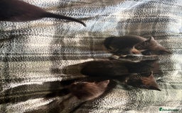 American Shorthair cats for sale: 5 black and white kittens for forever home - Image 14