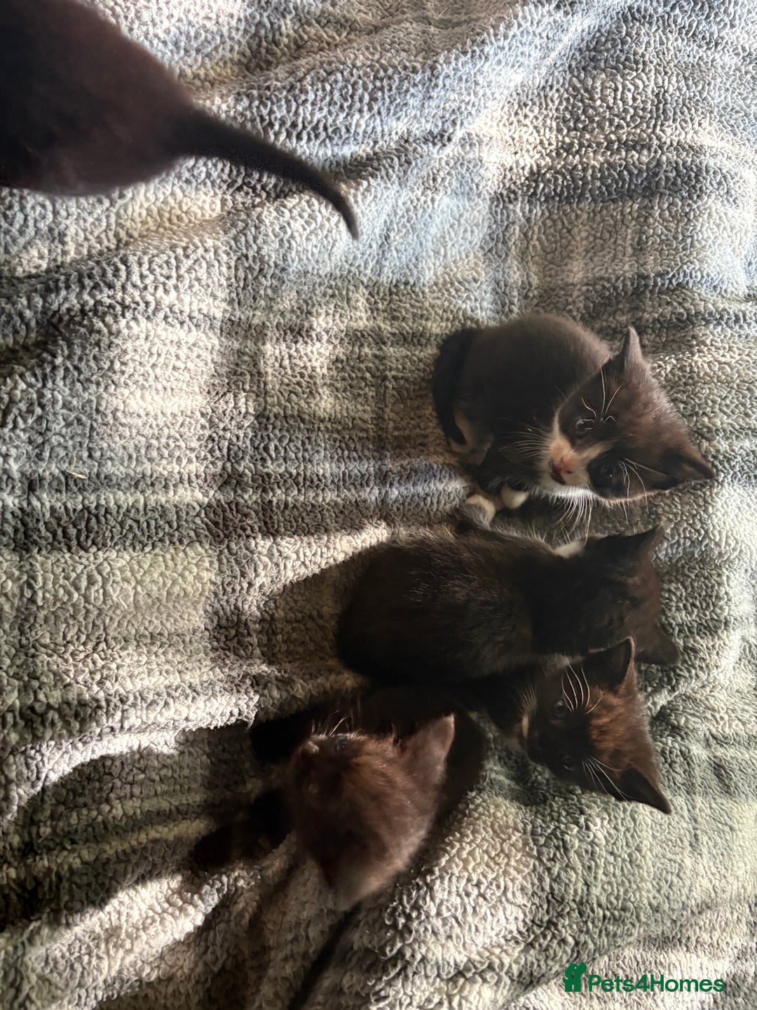 American Shorthair cats for sale: 5 black and white kittens for forever home - Image 14