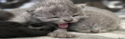 British Shorthair cats for sale: Bsh & BLH KITTENS in Dereham - Advert 7