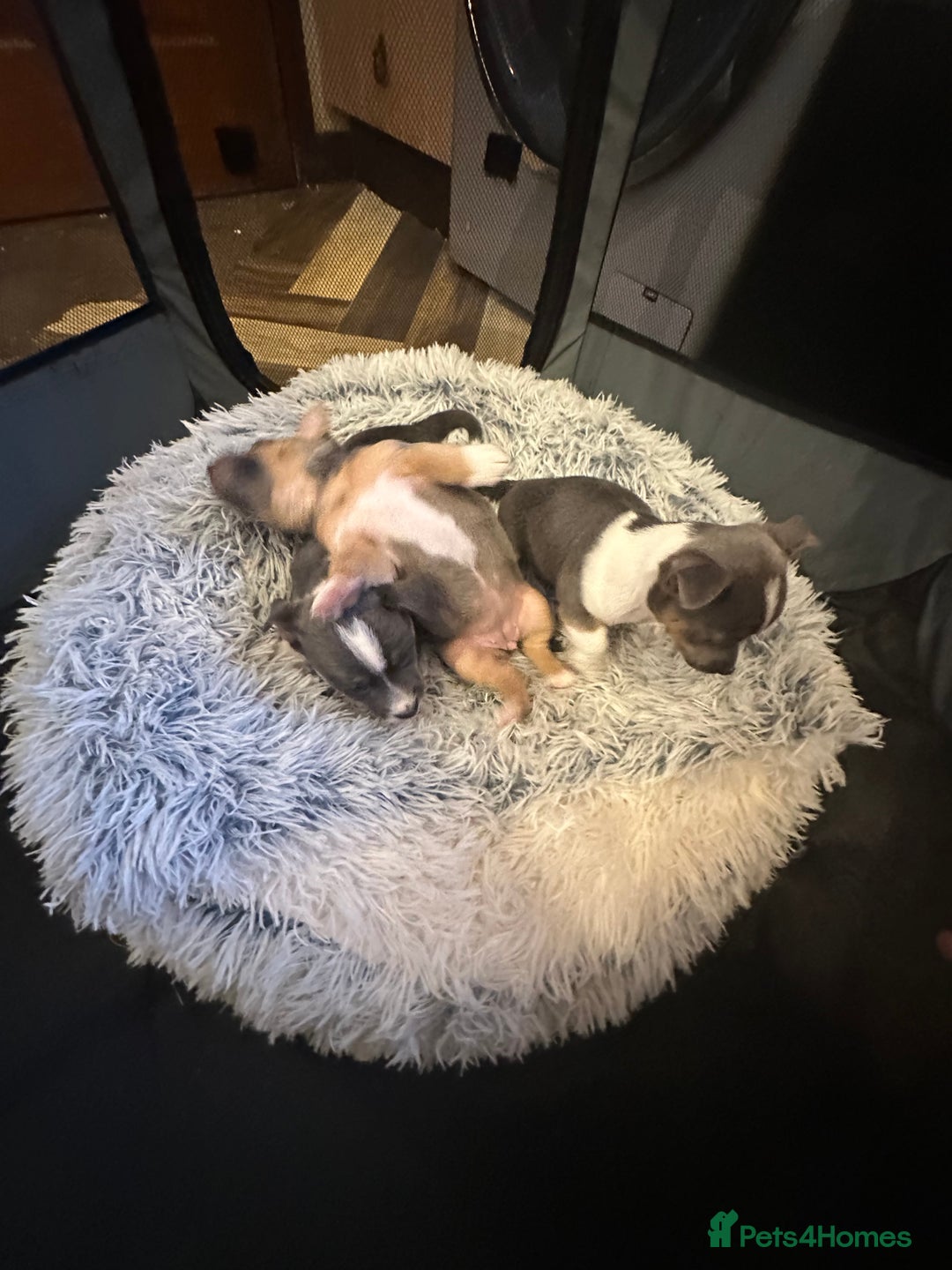 Jack Russell dogs for sale: Miniature miniature Jack Russel Puppies - Advert 15