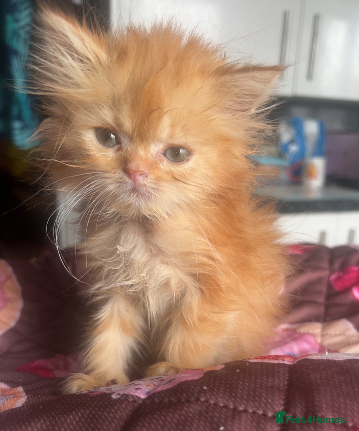 Persian cats PERSIAN BABIES  🌸🌷💐🌹🌼 - Advert 2
