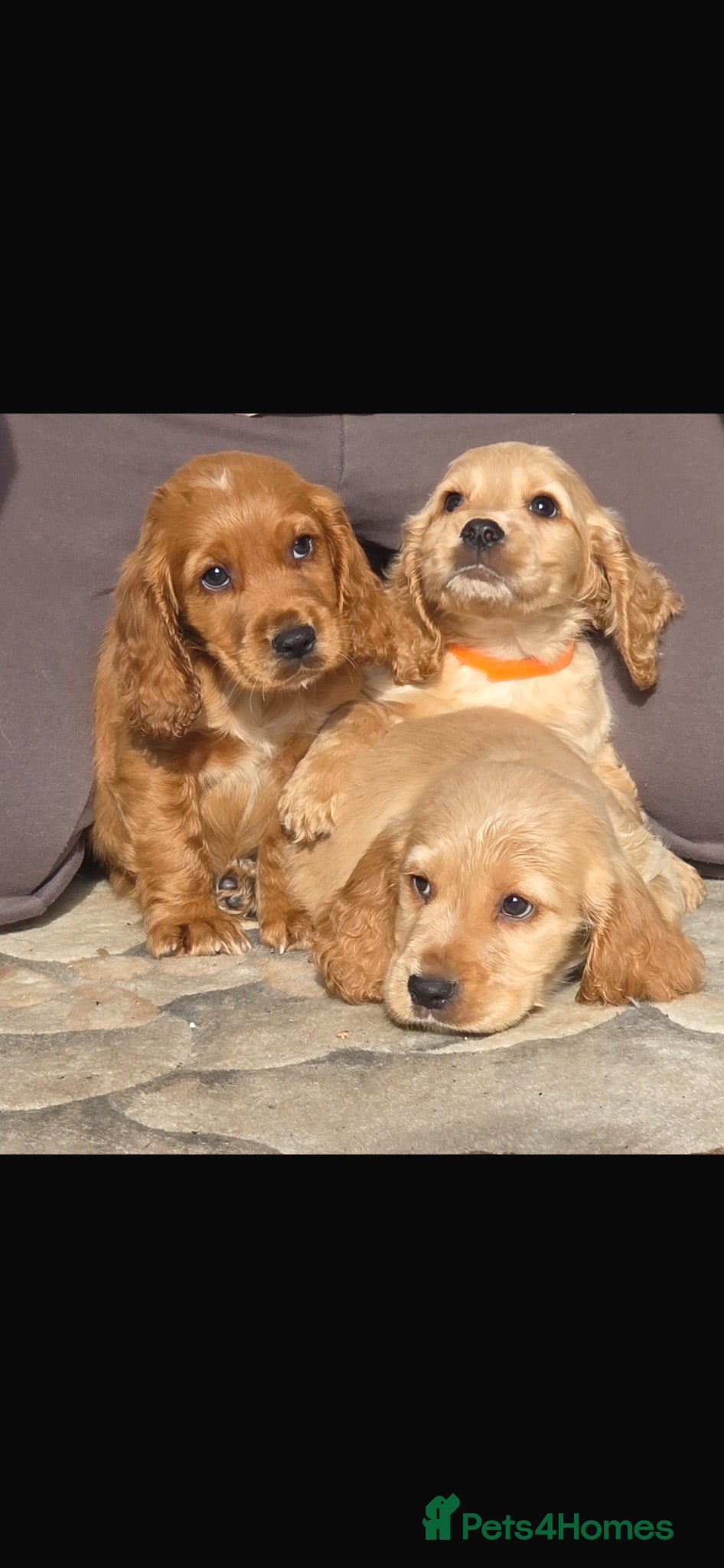 Cocker Spaniel dogs Golden Cocker Spaniel Pups  - Advert 1