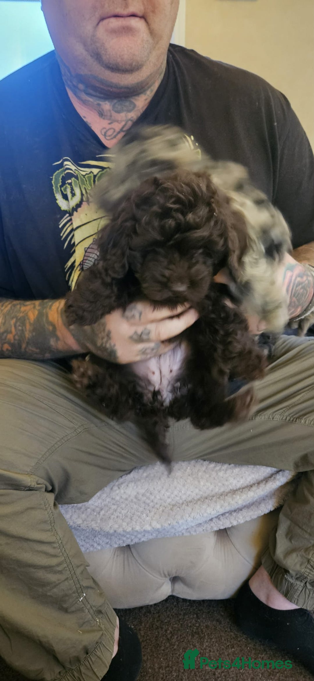 Cockapoo dogs for sale: 8 gorgeous cockapoo puppies - Advert 11