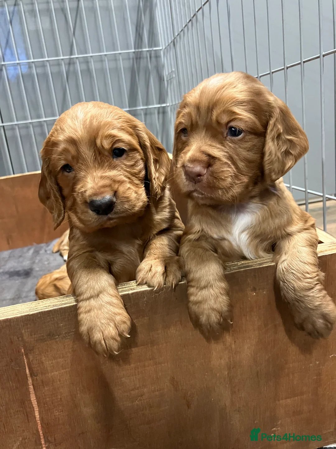 Cocker Spaniel dogs for sale: Cocker Spaniel pups, KC reg, health tested parents - Advert 5