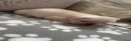 French Bulldog dogs for sale: Beautiful French Bulldog Puppies - Advert 40