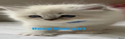 Ragdoll cats for sale: Luxury ragdoll kittens - Quality Breed  - Advert 6