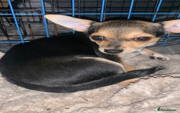 Chihuahua dogs for sale: Chihuahua fluff balls  - Image 7