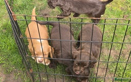 Sprocker dogs for sale: Sprocker Spaniels - Advert 6