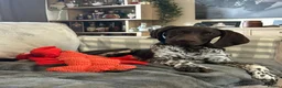 German Shorthaired Pointer dogs for sale: KC Registered German Shorthaired Pointer Puppies - Advert 11
