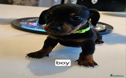 Dachshund dogs for sale: Miniature daschunds looking for their forever home in Redcar - Image 12