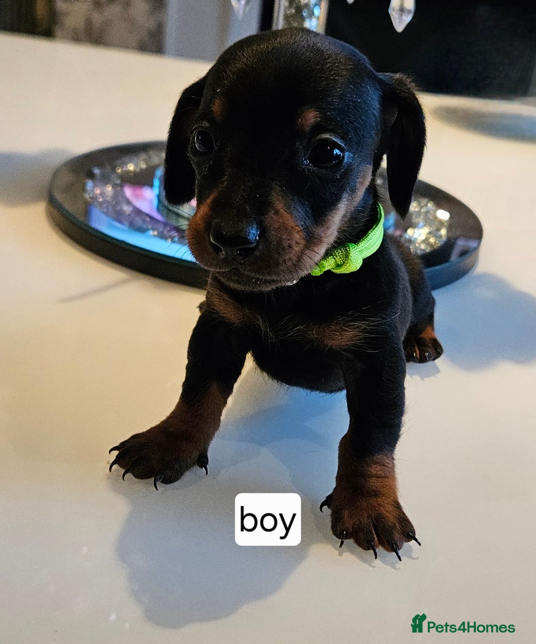 Dachshund dogs for sale: Miniature daschunds looking for their forever home in Redcar - Image 12