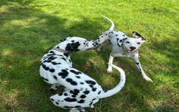 Dalmatian dogs for sale: Beautiful Happy Neutered Boy  - Image 5