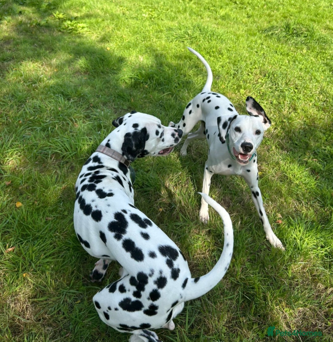 Dalmatian dogs for sale: Beautiful Happy Neutered Boy  - Image 5