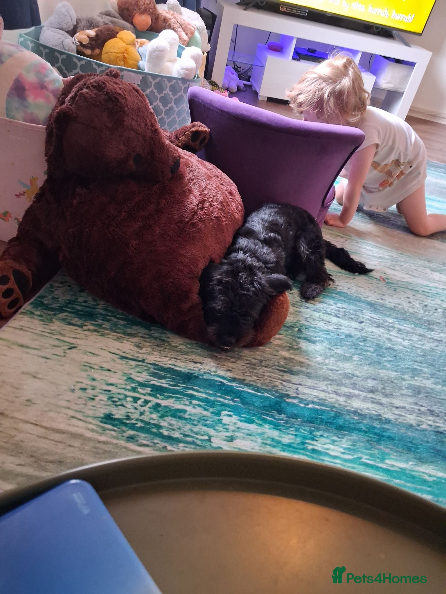 Mixed Breed dogs Frenchiepoo rehome - Advert 11