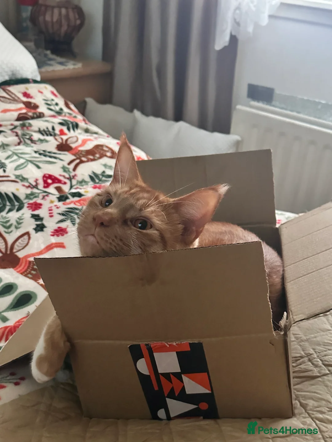 Maine Coon cats for sale: Mixed maincoon  in Renfrew - Advert 2