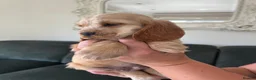 Cocker Spaniel dogs for sale: Quality DNA clear show cocker spaniels  - Advert 11