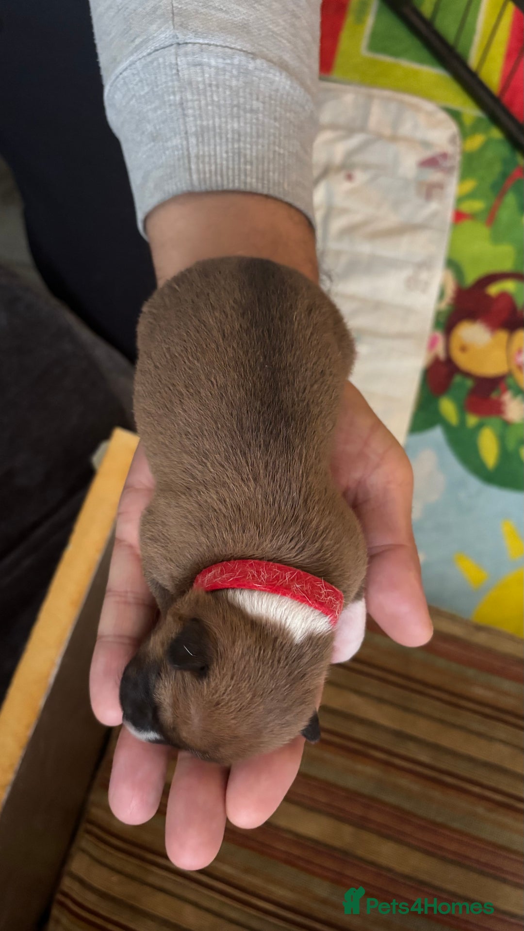 Basenji dogs for sale: Basenji puppies  - Advert 3