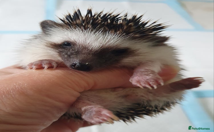 Pygmy Hedgehog rodents - Advert 1