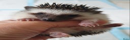 Pygmy Hedgehog rodents for sale:  Full pedigree Baby African pygmy hedgehog  - Advert 1