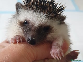 Pygmy Hedgehog rodents - Advert 2