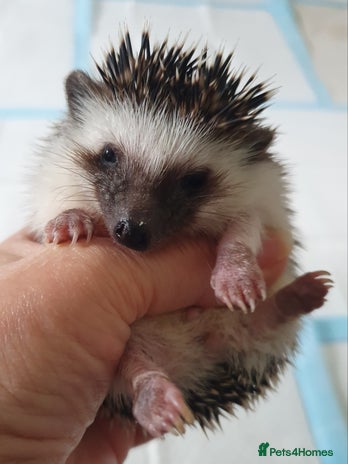 Pygmy Hedgehog rodents - Advert 1