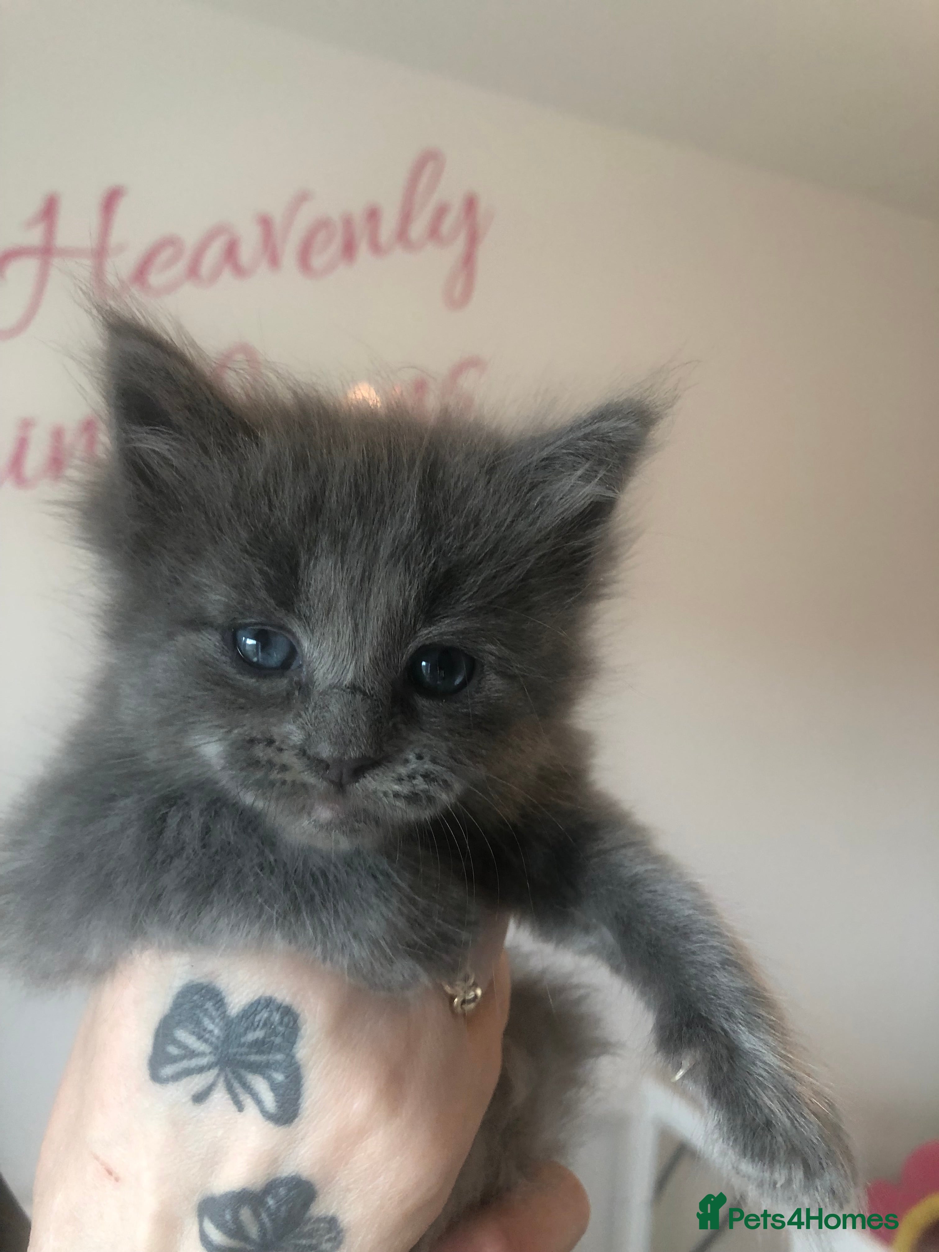 Maine Coon cats Gorgeous RagCoons - Advert 3