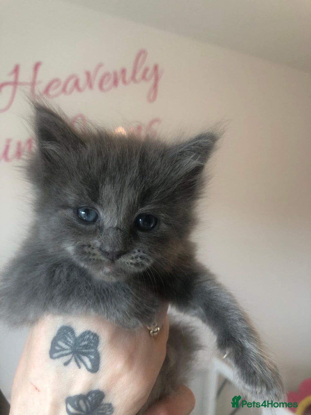 Maine Coon cats for sale: Gorgeous RagCoons - Advert 10