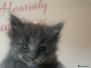 Maine Coon cats Gorgeous RagCoons - Advert 2