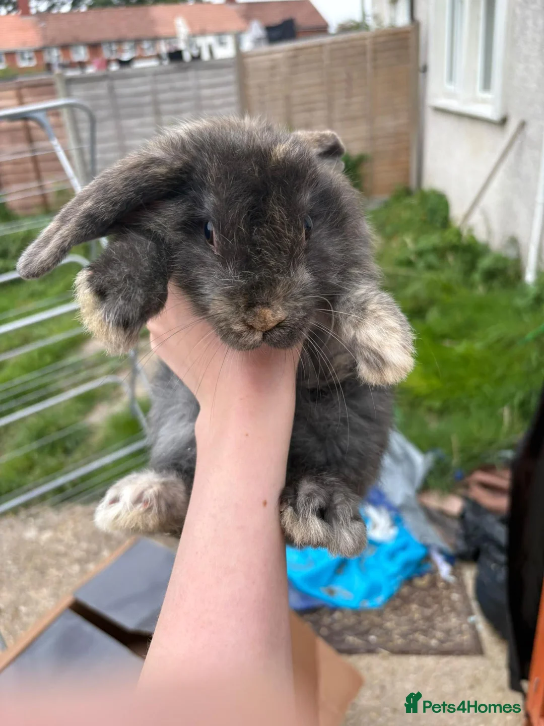 Mixed Breed rabbits for sale: 4 beautiful rabbits in Havant - Advert 4