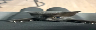 Kitten 2