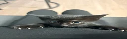 Mixed Breed cats for sale: Black &Tabby Kittens – Lovingly Raised, Ready soon in Feltham - Advert 4